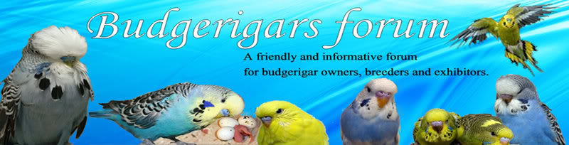 Budgerigars Forum